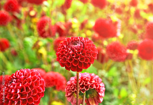A lot of Red dahlia flower in garden with lens flare