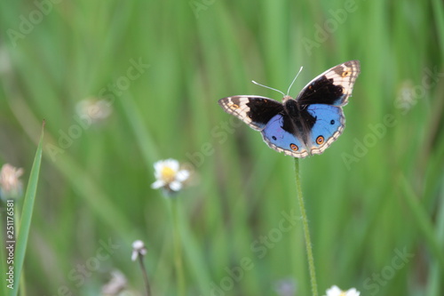 butterfly on grass photo