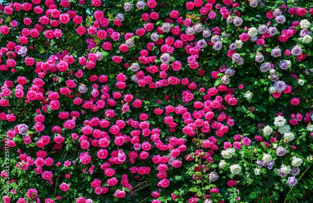 Rose garden at spring time Rose garden at spring time