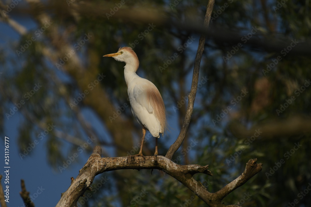 Cattle Egret (Bubulcus ibis) Cattle Egret (Bubulcus ibis)