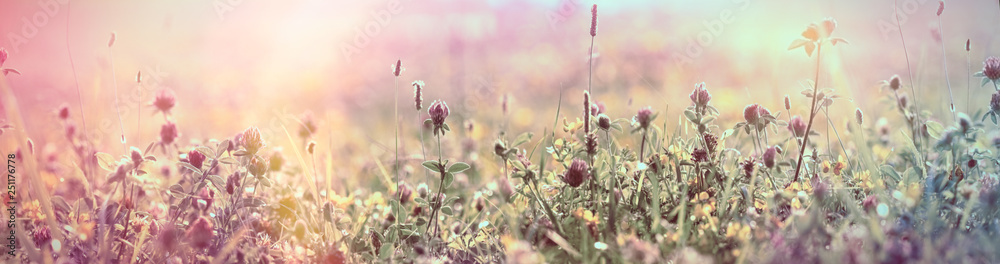 Selective and soft focus on flowering red clover, beautiful meadow, flowering meadow flowers