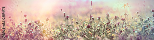 Selective and soft focus on flowering red clover, beautiful meadow, flowering meadow flowers © PhotoIris2021