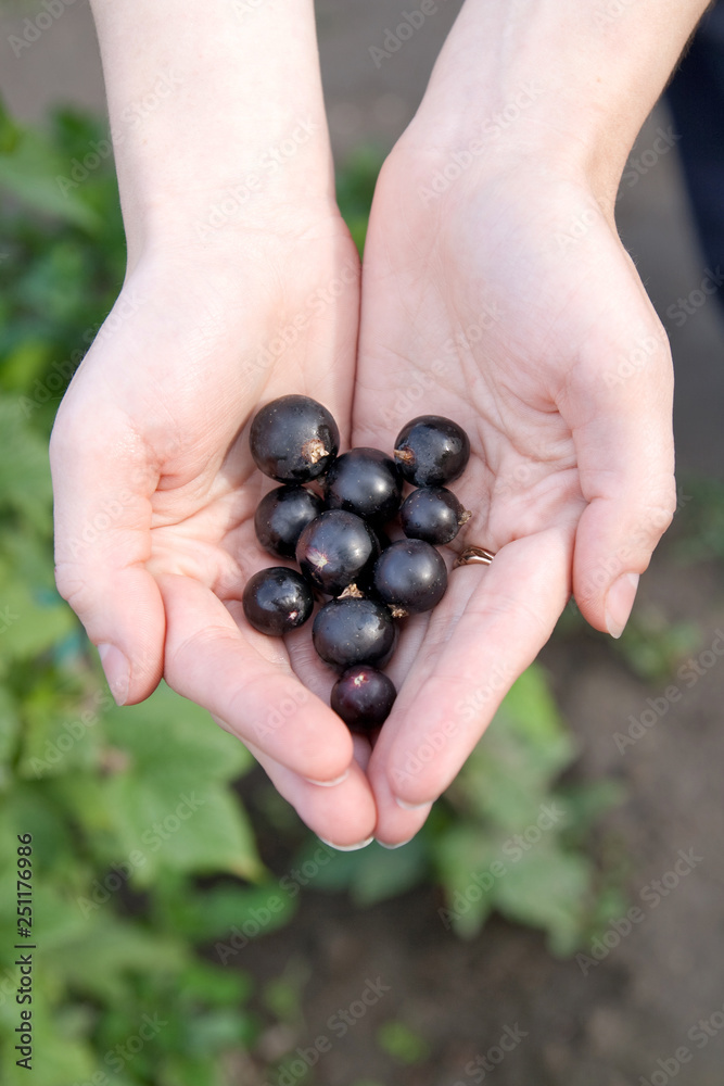 A handful of ripe black currant berries in female palm against the background of a green grass. A handful of ripe black currant berries in female palm against the background of a green grass.