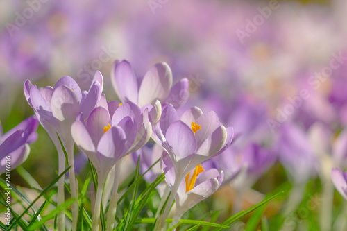 Blühender Krokus an sonnigem Tag. Krokus im Frühling. Krokusse auf grüner Wiese. Krokus blüht im Morgenlicht.