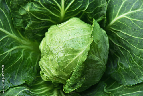 Colorful of Fresh Green cabbage with water drop with full frame.