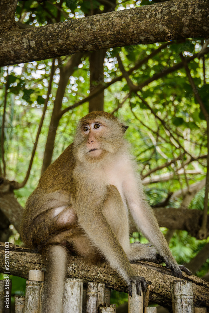 Fototapeta premium Portrait of a monkey