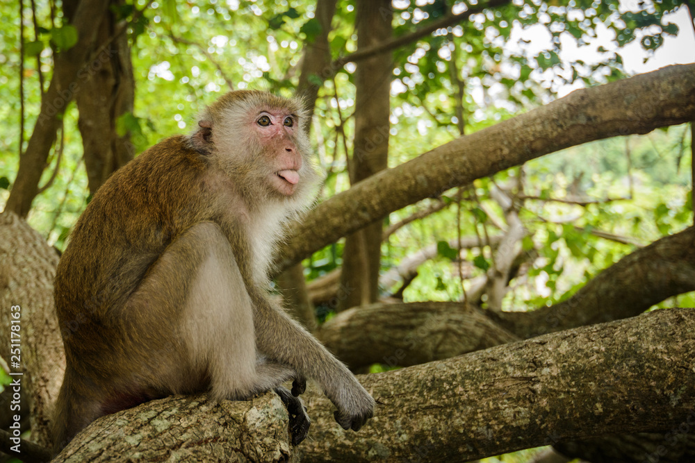 Fototapeta premium Portrait of a monkey