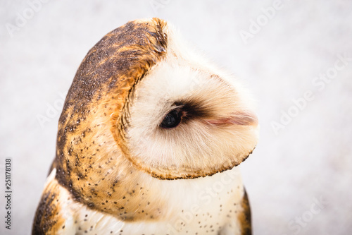 The most common owl species in the world. High resolution photo of an owl.