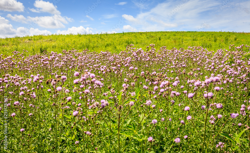Field of wildflowers in Kentucky Field of wildflowers in Kentucky