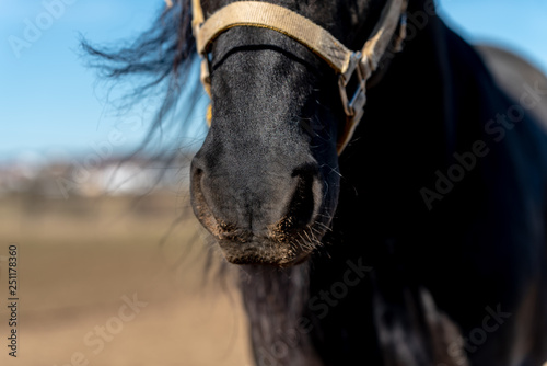 close up of horse