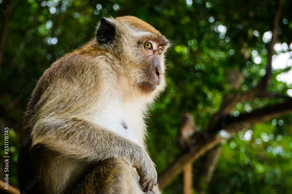 Obraz premium Portrait of a monkey