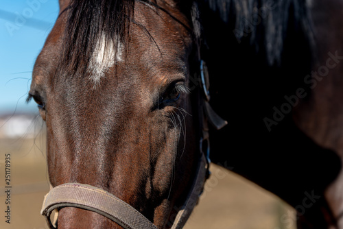 portrait of a dark brown horse with a black mane
