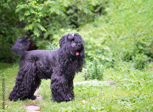 black dog on green grass