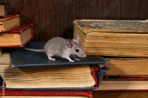 Close-up the young gray mouse stands on pile of old books in the library. Concept of rodent control.