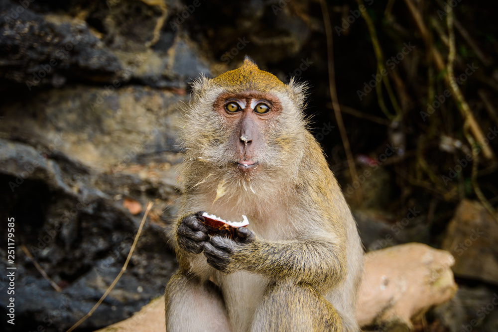 Obraz premium Portrait of a monkey