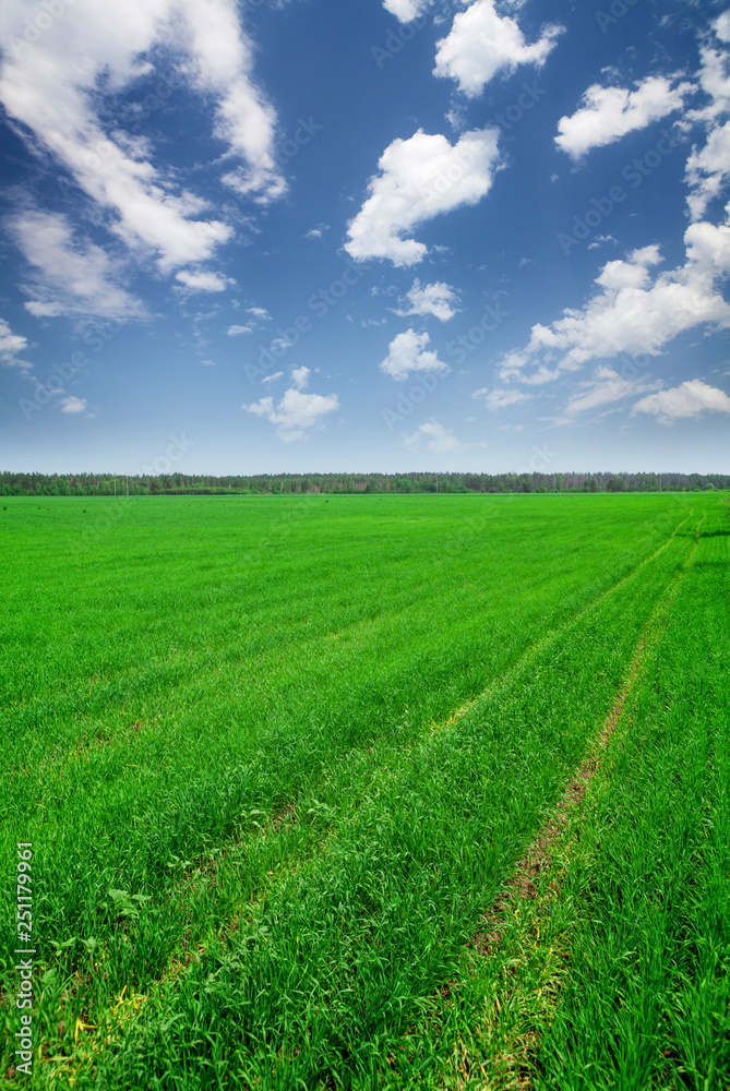 Green grass field and blue sky Green grass field and blue sky