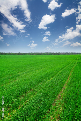 Green grass field and blue sky © karandaev