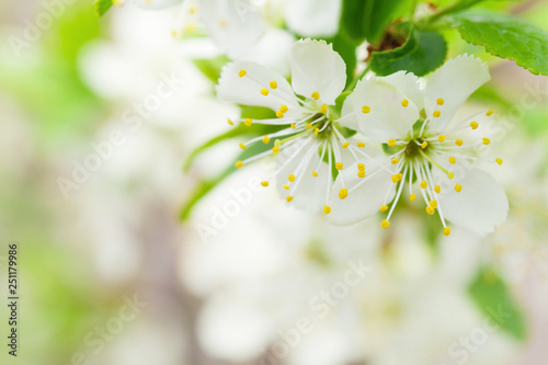 Apple blossom spring tree