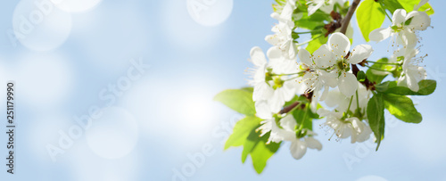 Apple blossom spring tree