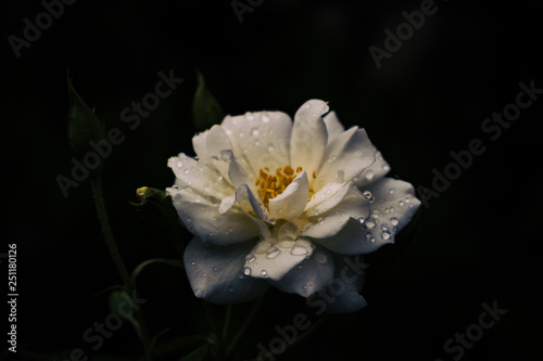 An isolated white rose with water drops on its petals