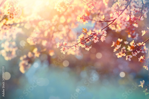 Blooming tree in spring