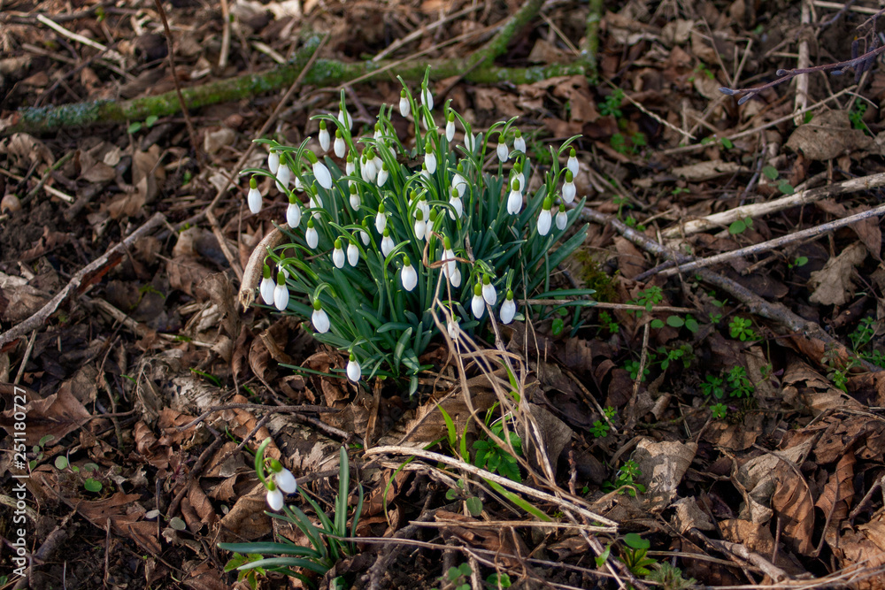 The first spring flowers white snowdrops The first spring flowers white snowdrops