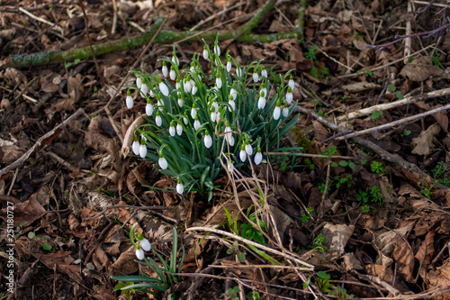 The first spring flowers white snowdrops