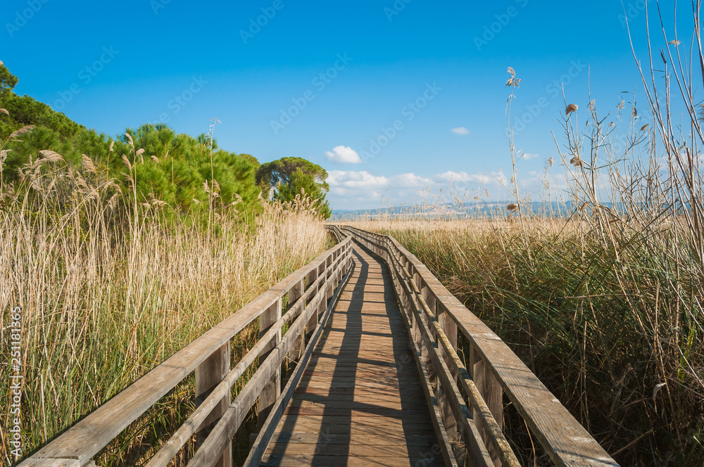 wooden footbridge near the pond