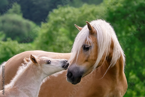 Haflinger horses mare with foal cuddling