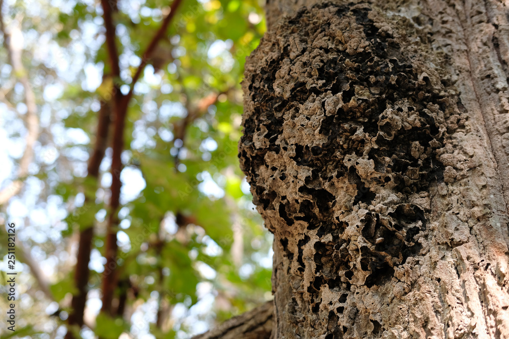 ant insect nest on tree in forest ant insect nest on tree in forest