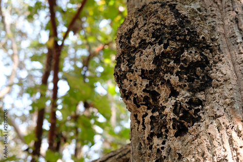 ant insect nest on tree in forest