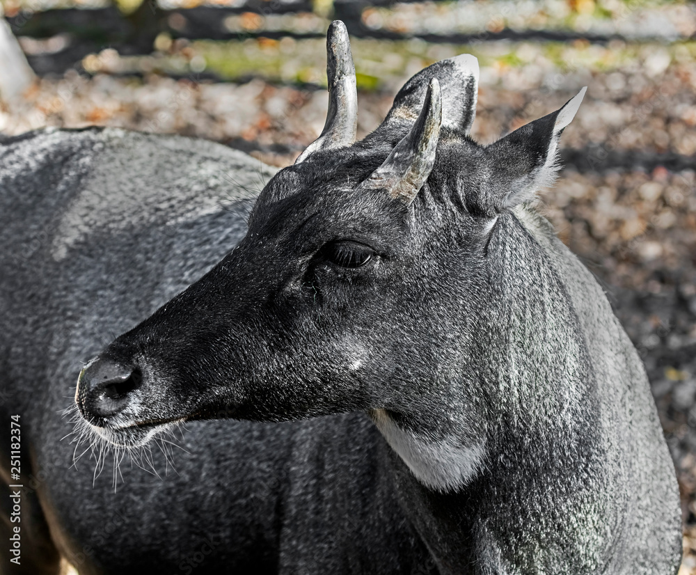 Nilgai antelope male's head. Latin name - Boselaphus tragocamelus Nilgai antelope male's head. Latin name - Boselaphus tragocamelus