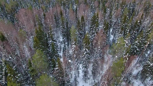 Camera shoots up in the woods.	Flying over a young pine forest in winter
