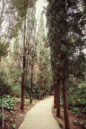 well-groomed path goes into distance in park