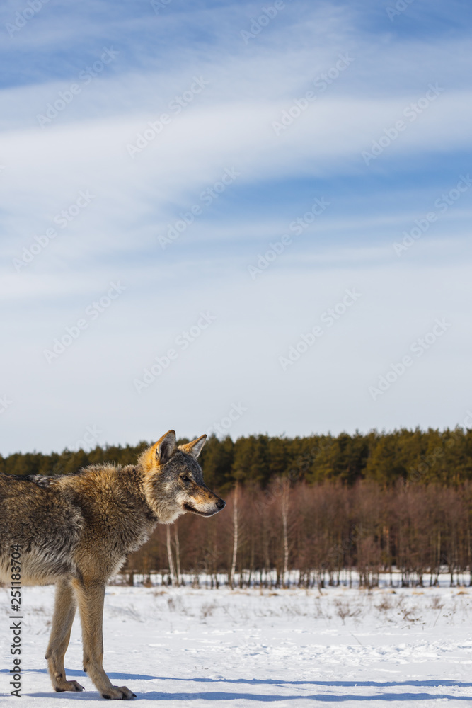 Obraz premium Profile of a gray wolf in a field against a snowy sky and a forest in the distance