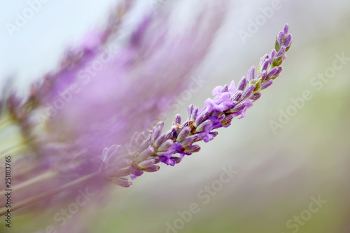 lavender field close up