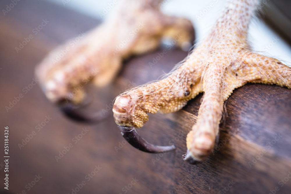 Fototapeta premium sharp owl claws in high resolution