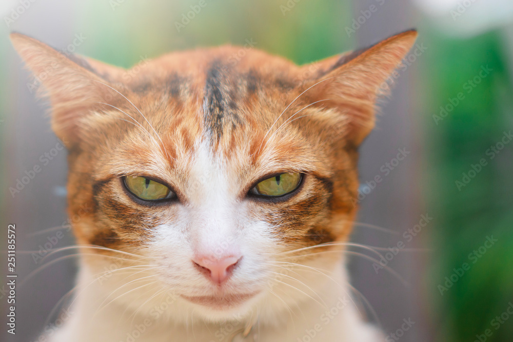 Thai cat playing on the field on blurred tree background