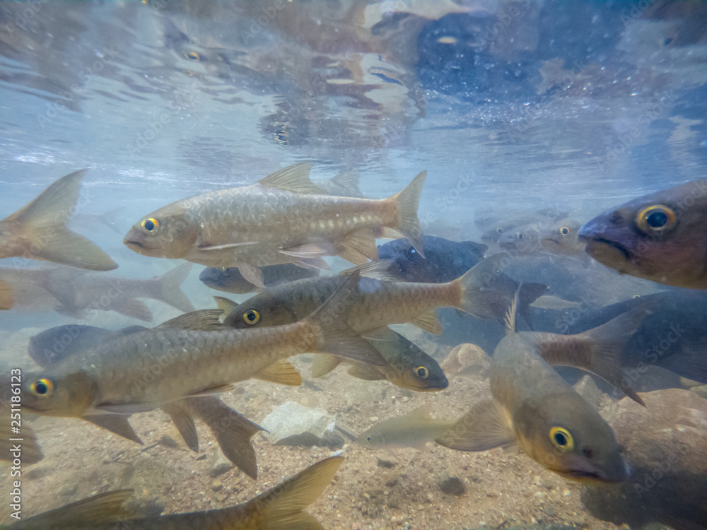 Fototapeta premium Antimony fish in the water fall. Chanthaburi Thailand