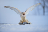 White Siberian goshawk, Accipiter gentilis albidus with widespread wings, eating dove on snow ground. Low angle photo of rare, white hawk in winter landscape. Siberia environment, Kamchatka Peninsula.