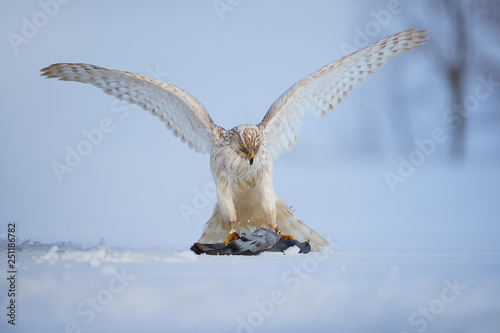 White Siberian goshawk, Accipiter gentilis albidus with widespread wings, eating dove on snow ground. Low angle photo of rare, white hawk in winter landscape. Siberia environment, Kamchatka Peninsula.