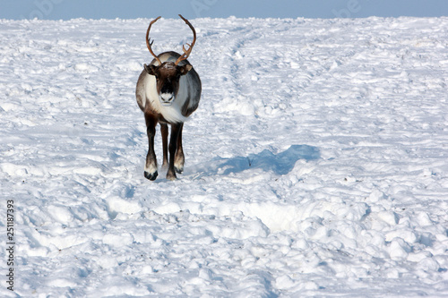 A beautiful and noble deer runs through the snow. Tundra Sweden