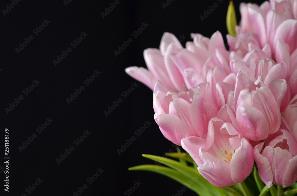 Fresh, pink tulips on a black background