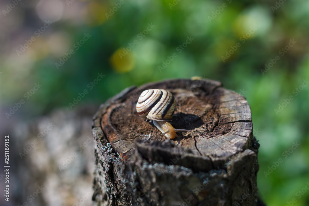Snail crawling on a tree or bark or ground