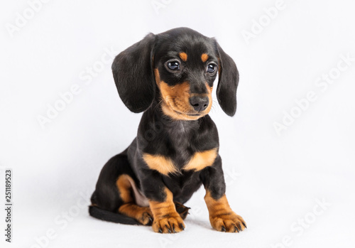 Dolly Dachshund