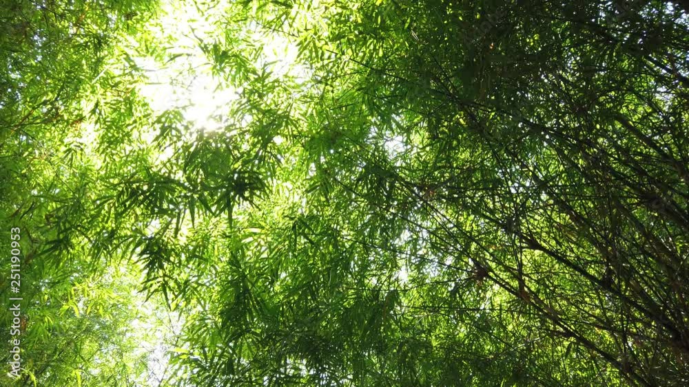 Bamboo forest with sunlight passing through leaves - gimbal shot Bamboo forest with sunlight passing through leaves - gimbal shot