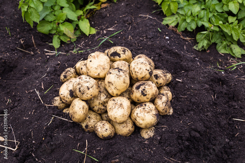 harvesting potatoes from soil