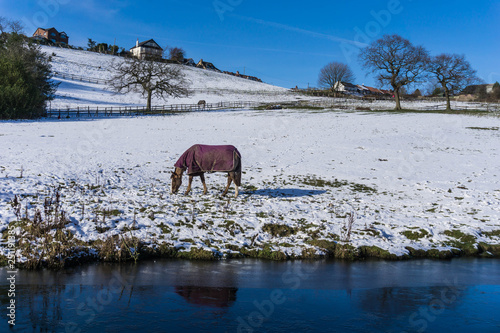 Cold horse by the Peak Forest canal on a cold January Sunday in Marple