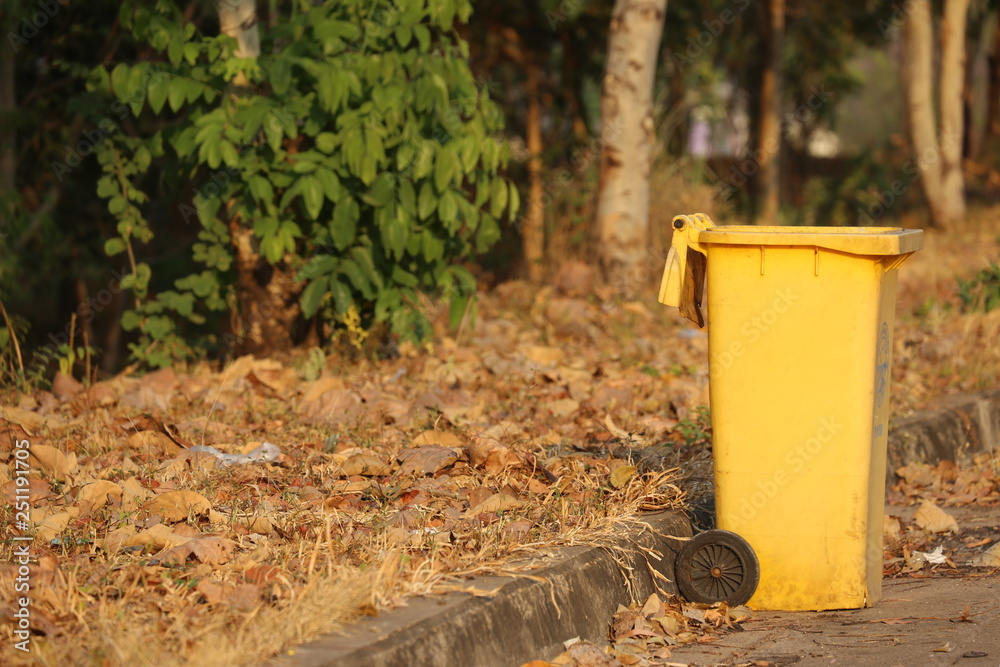 autumn leaves in forest