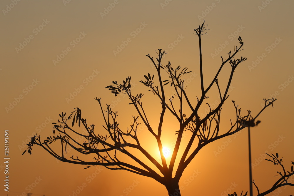 Fototapeta premium silhouette of tree in sunset